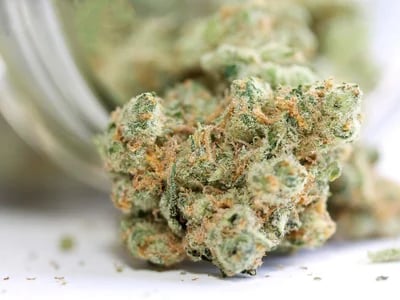 Legal CBD : Votre CBDShop en ligne pour l'achat de fleurs et résines CBD premium avec livraison rapide et sécurisée en France