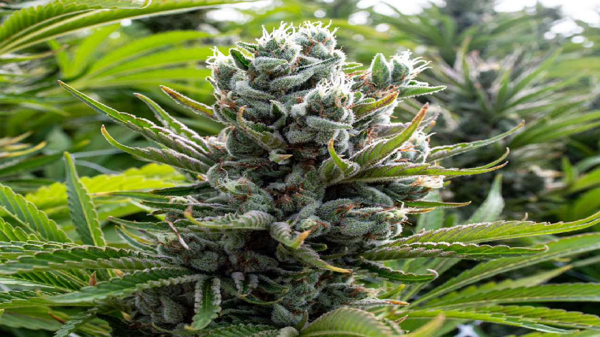 THC & CBD Cannabis Oil UK – Premium Medical-Grade Oils Delivered to Your Door