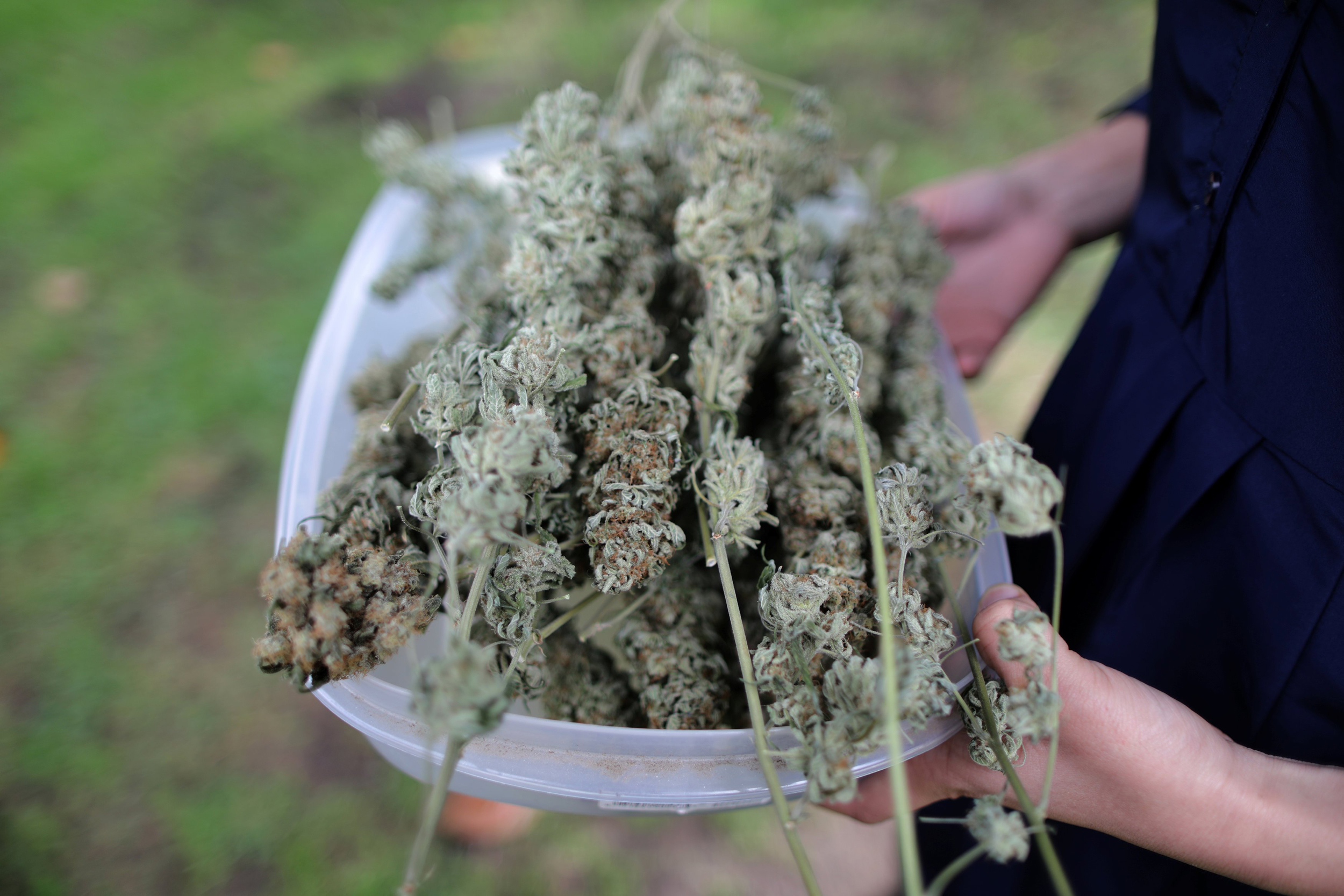 CBD Kush for Clients: Unmatched Assistance and Medicinal Marijuana Expertise