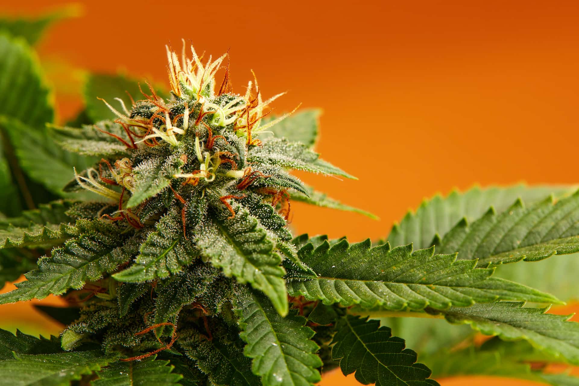 America’s #1 Cannabis Marketplace: Safe &amp; Secure to Buy Marijuana Online