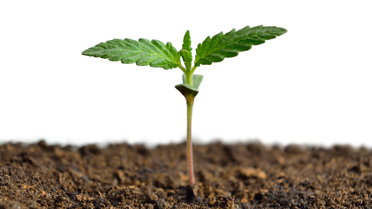 Legal Edibles Australia Online – Analysis of Australian Edible Products